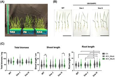 Overexpression of the ribosome-inactivating protein OsRIP1 modulates the jasmonate signaling pathway in rice